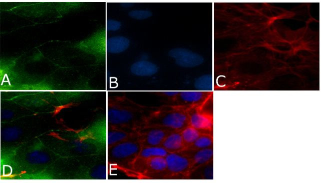 ZO-3 Antibody in Immunocytochemistry (ICC/IF)