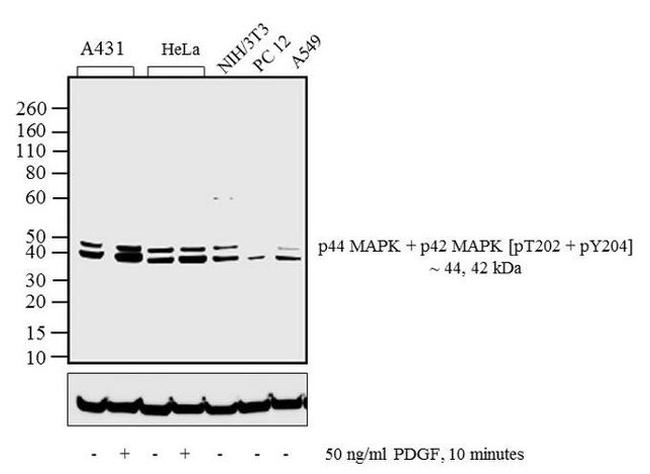 Phospho-ERK1/ERK2 (Thr202, Tyr204) Antibody in Western Blot (WB)