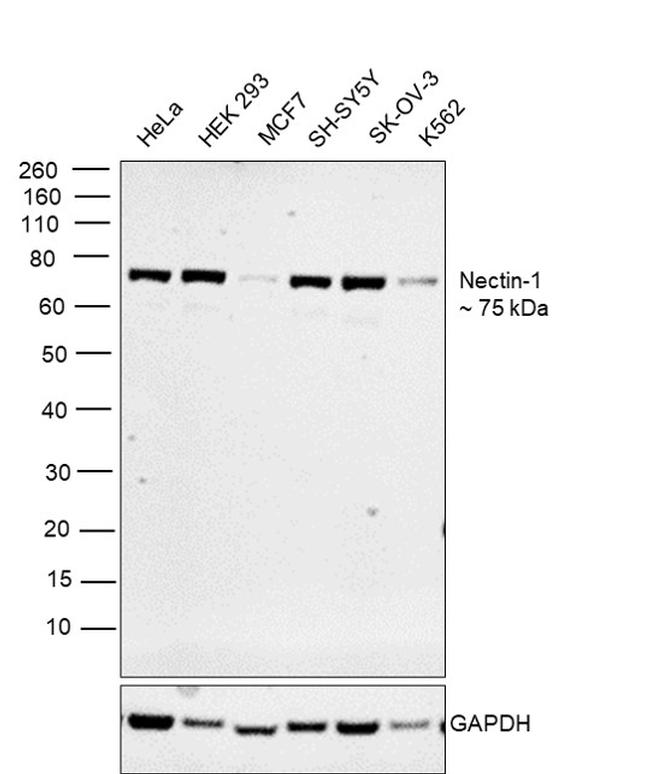 Nectin 1 Antibody in Western Blot (WB)