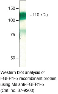 FGFR1 Antibody in Western Blot (WB)