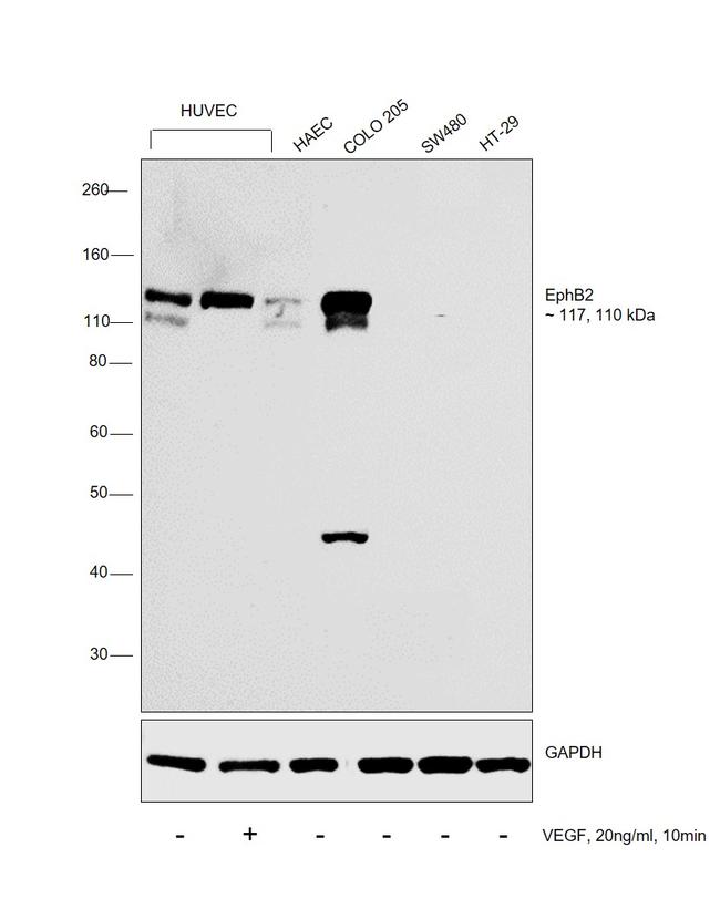 EphB2 Antibody