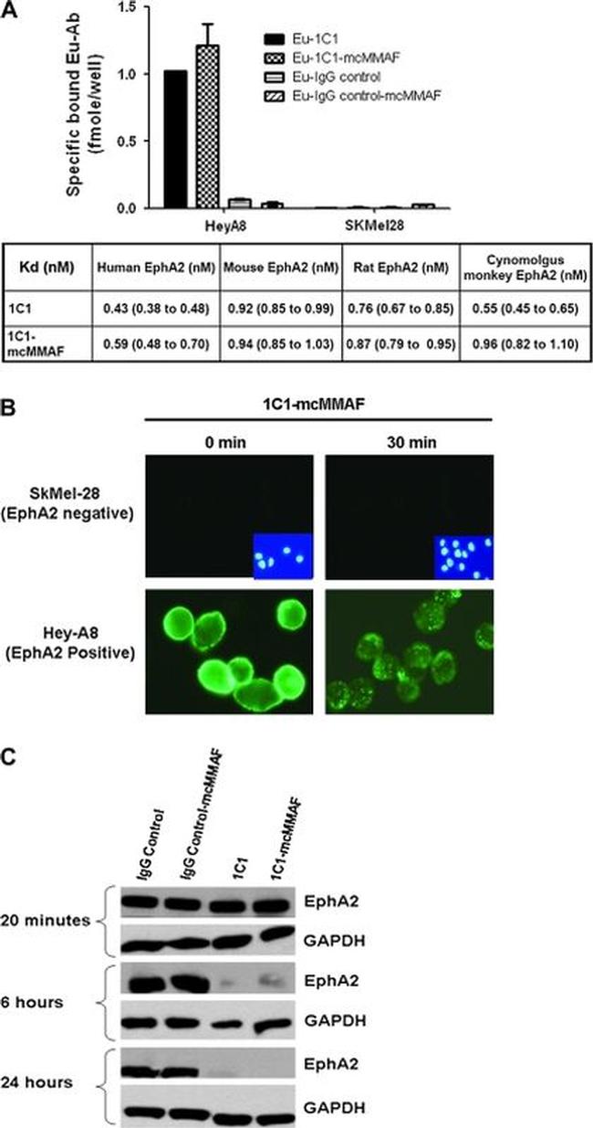 EphA2 Monoclonal Antibody (1C11A12) (37-4400)