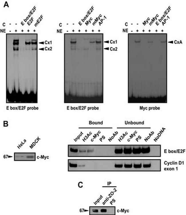 ZO-2 Antibody in Immunoprecipitation (IP)