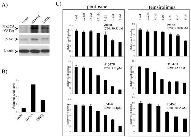 V5 Tag Antibody in Western Blot (WB)