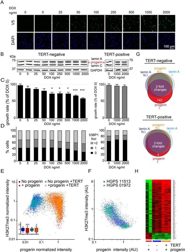 V5 Tag Antibody in Immunocytochemistry (ICC/IF)