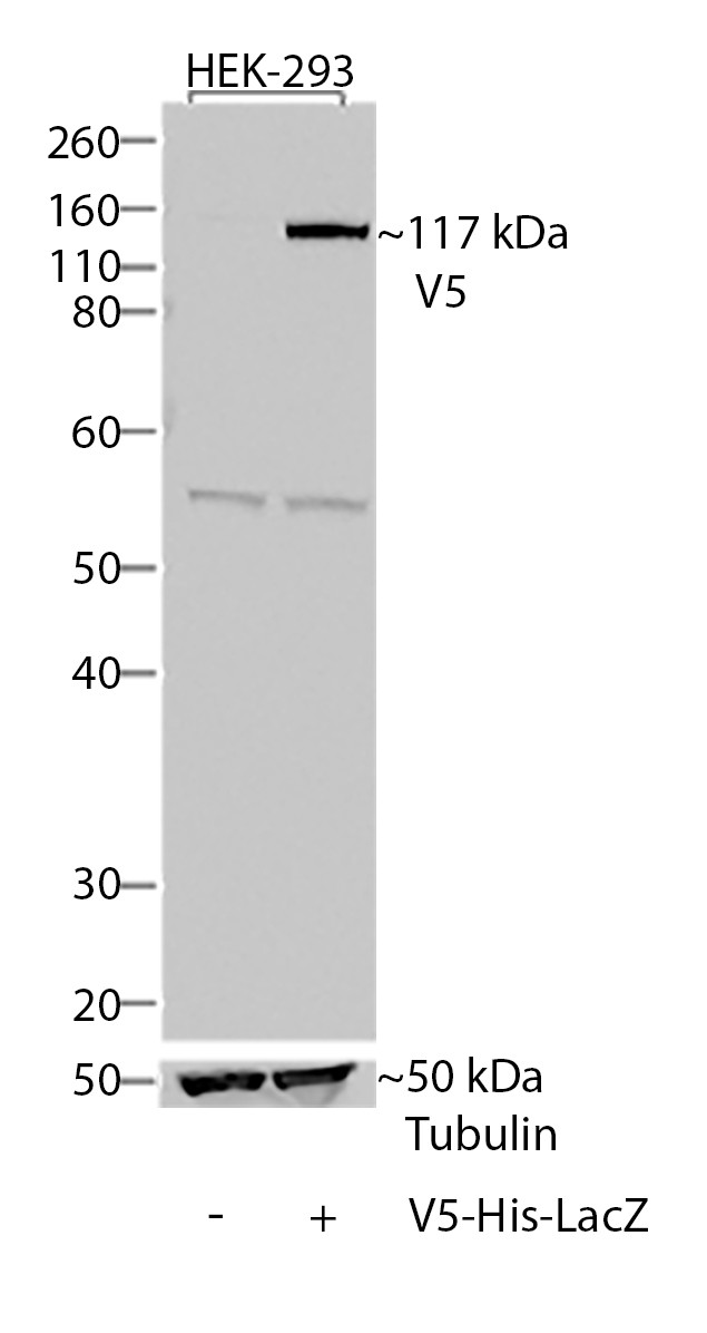 V5 Tag Antibody in Western Blot (WB)