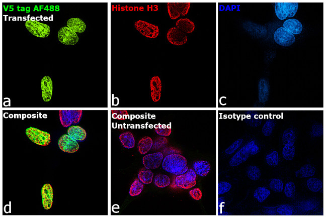 V5 Tag Antibody in Immunocytochemistry (ICC/IF)