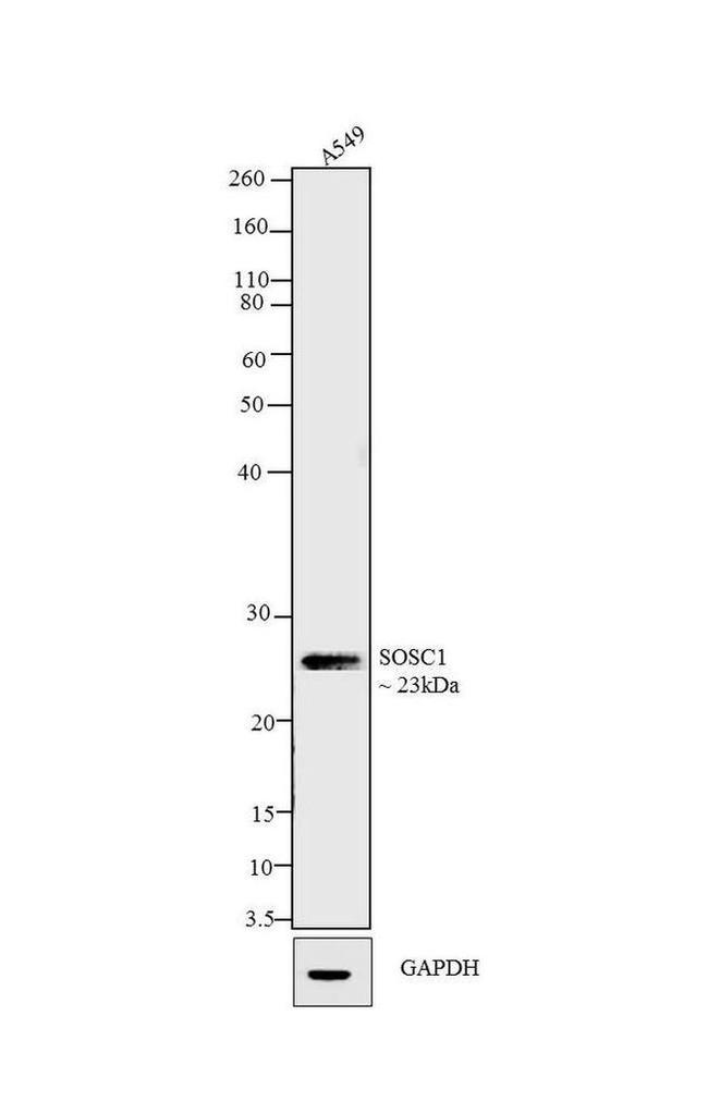 SOCS1 Antibody in Western Blot (WB)