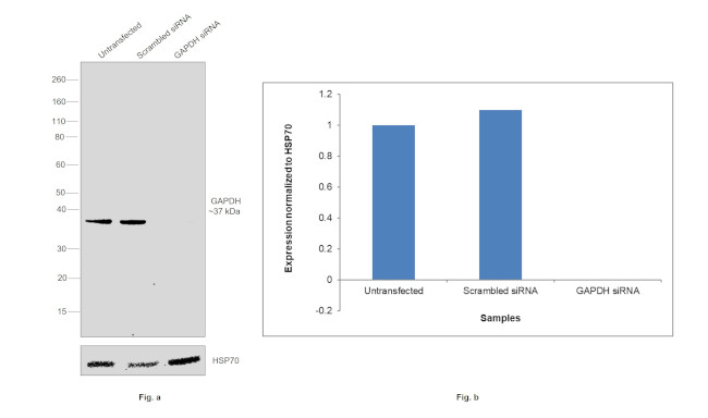 GAPDH Antibody