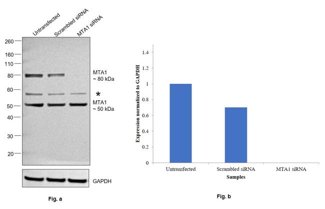 MTA1 Antibody in Western Blot (WB)