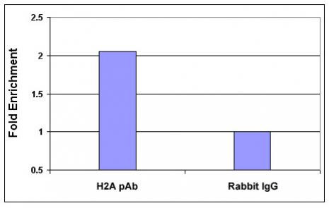 Histone H2A, acidic patch Antibody in ChIP Assay (ChIP)