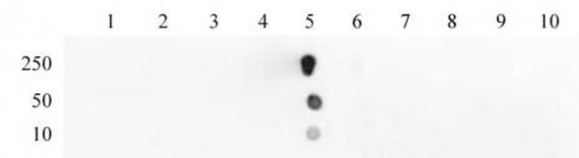 Histone H3K18ac Antibody in Dot Blot (DB)