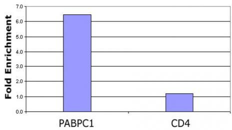 Histone H3K23ac Antibody in ChIP Assay (ChIP)