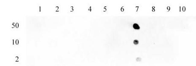 Histone H3K23ac Antibody in Dot Blot (DB)