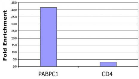 Histone H3K9ac Antibody in ChIP Assay (ChIP)