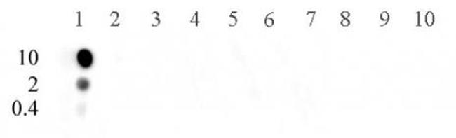 Histone H3K9ac Antibody in Dot Blot (DB)