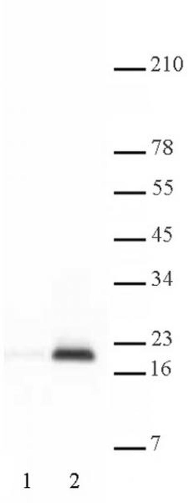 Histone H3K9ac Antibody in Western Blot (WB)