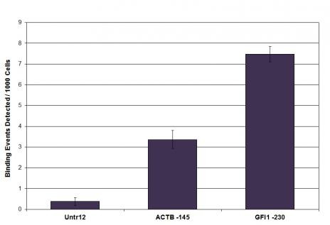 LSD1 / KDM1A Antibody in ChIP Assay (ChIP)