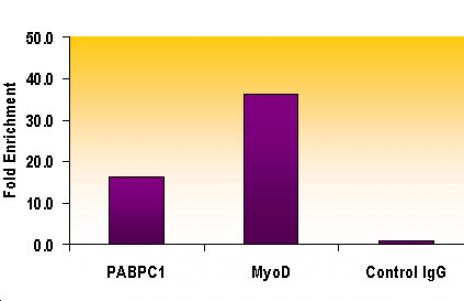 Histone H3K9me2 Antibody in ChIP Assay (ChIP)