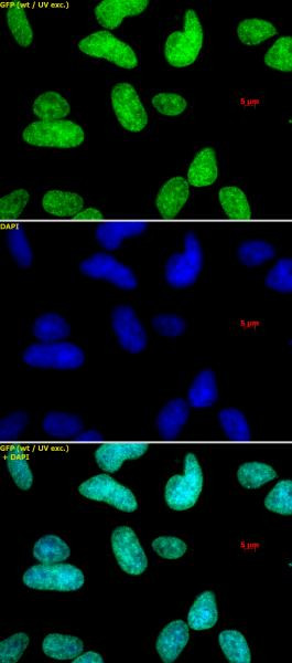 Histone H3K9me1me2me3 Antibody in Immunocytochemistry (ICC/IF)