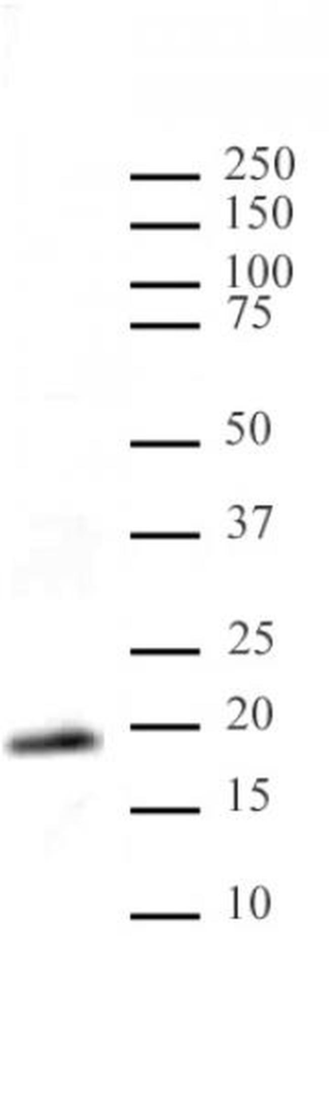 Histone H3K9me1me2me3 Antibody in Western Blot (WB)