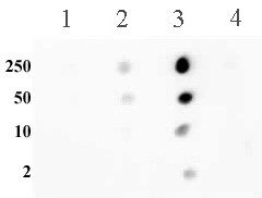 Histone H3K56me2 Antibody in Dot Blot (DB)