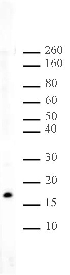 Histone H3K56me2 Antibody in Western Blot (WB)