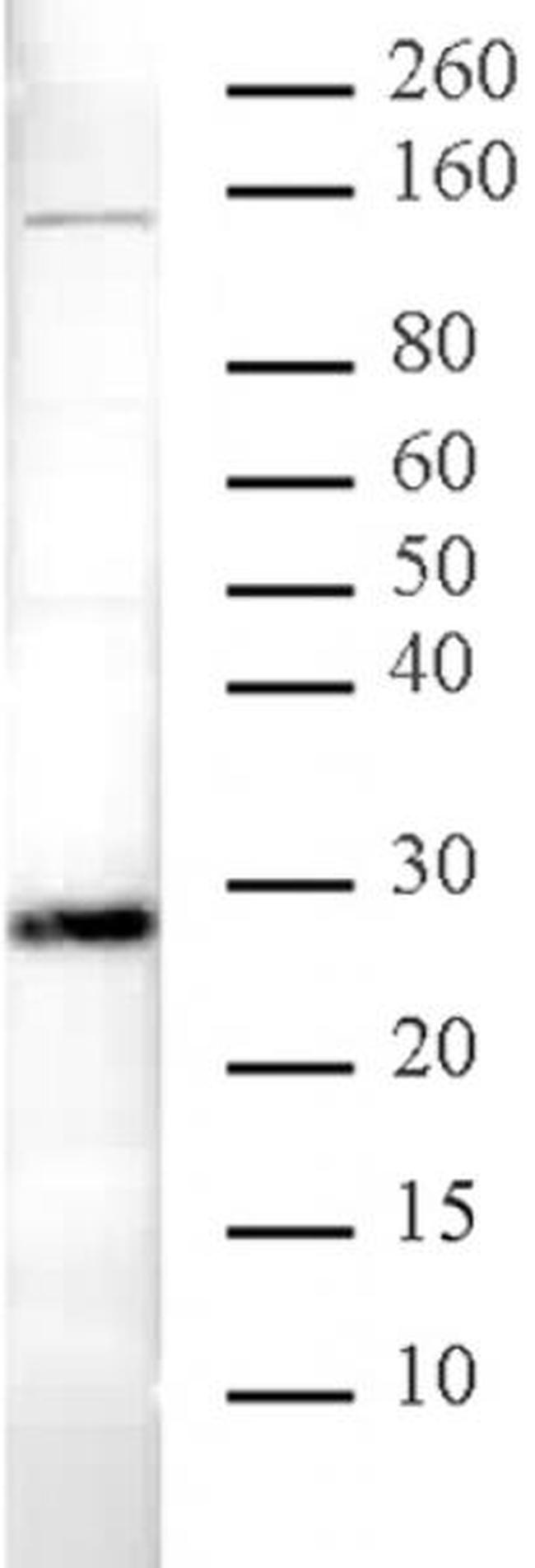 HP1 alpha Antibody in Western Blot (WB)