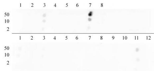 Histone H3K9me2 Antibody in Dot Blot (DB)
