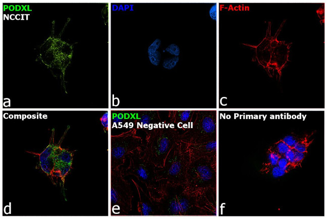 PODXL Antibody in Immunocytochemistry (ICC/IF)