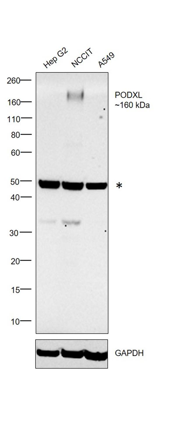 PODXL Antibody in Western Blot (WB)