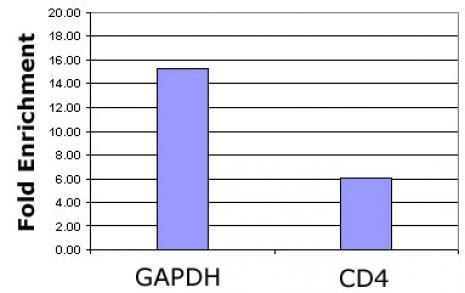 Histone H3K4ac Antibody in ChIP Assay (ChIP)