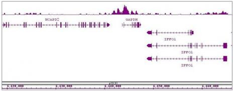 Histone H3K4ac Antibody in ChIP-Sequencing (ChIP-Seq)