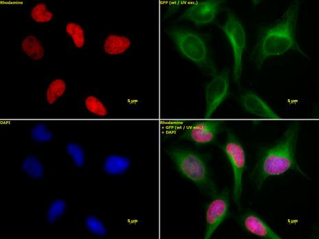 Histone H3K4ac Antibody in Immunocytochemistry (ICC/IF)