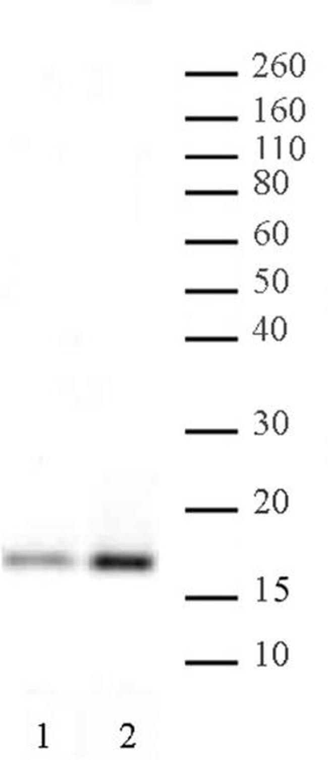 Histone H3K4ac Antibody in Western Blot (WB)