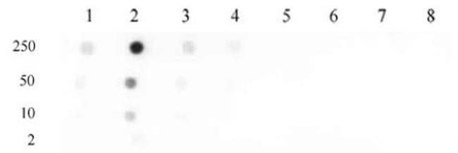 Histone H4K31me1 Antibody in Dot Blot (DB)