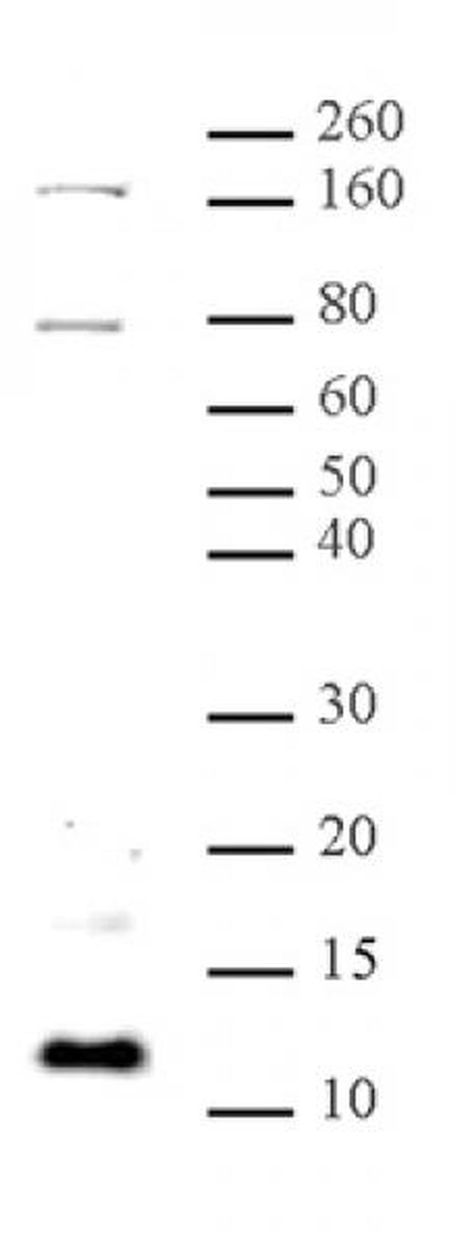 Histone H4K31me1 Antibody in Western Blot (WB)