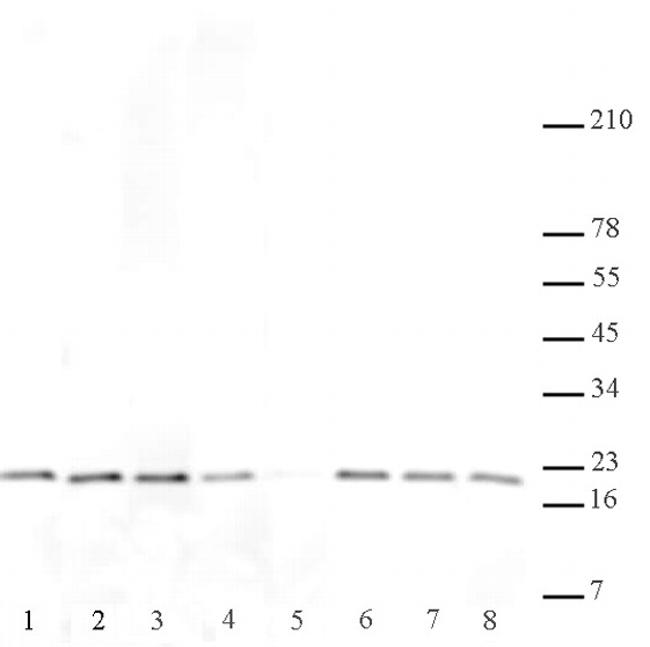 Histone H3K27me2me3 Antibody in Western Blot (WB)