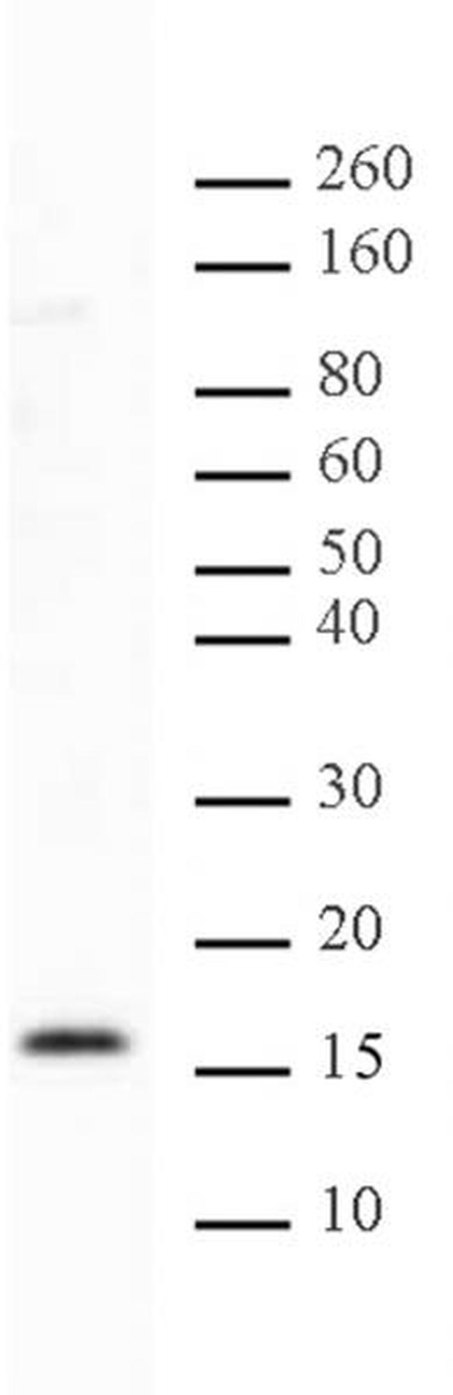 Histone H2BK46me2 Antibody in Western Blot (WB)