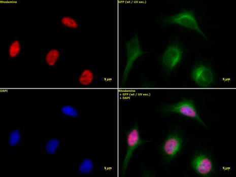 Histone H3K9ac Antibody in Immunocytochemistry (ICC/IF)