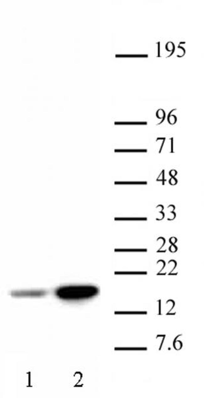 Histone H3K18ac Antibody in Western Blot (WB)