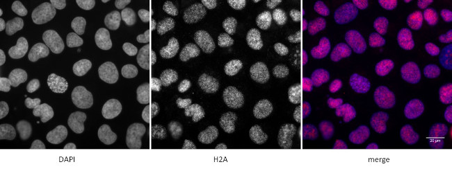 Histone H2A, C-terminal Antibody in Immunocytochemistry (ICC/IF)