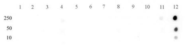 Phospho-STAT5A/B (Tyr694, Tyr699) Antibody in Dot Blot (DB)