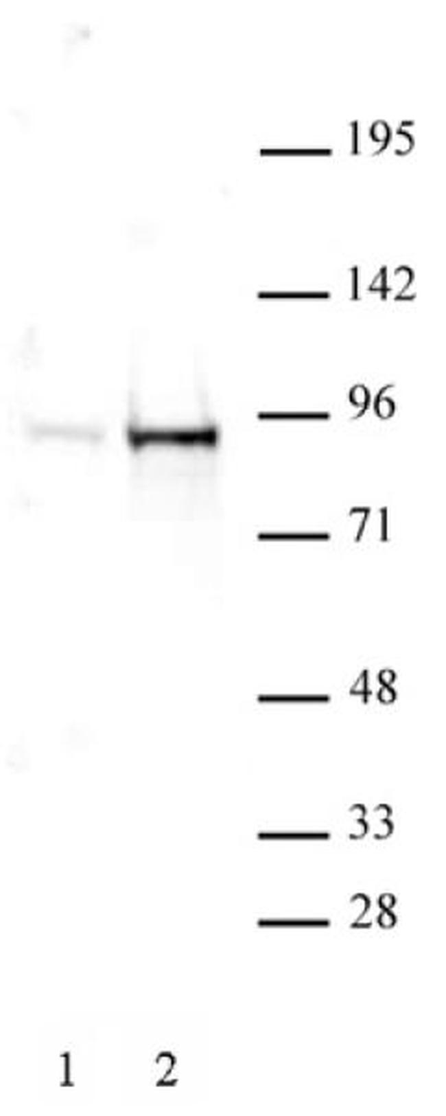 Phospho-STAT5A/B (Tyr694, Tyr699) Antibody in Western Blot (WB)