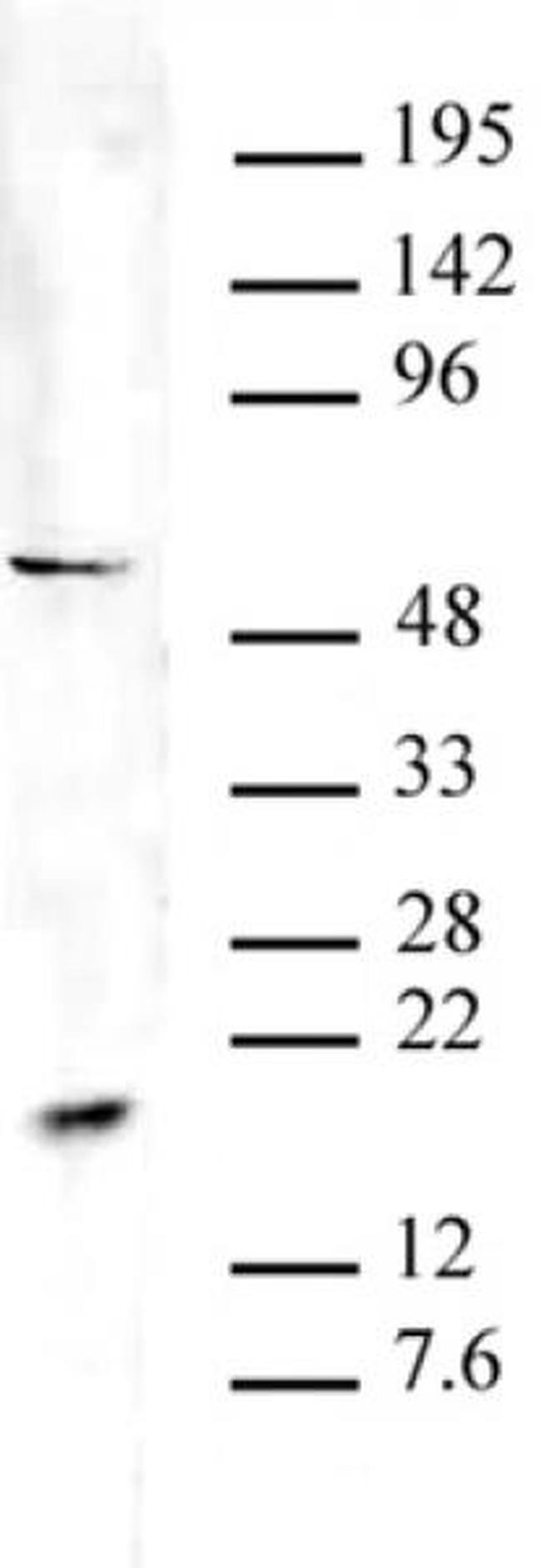 Pht1 / Histone H2A.Zac (pan-acetyl) Antibody in Western Blot (WB)