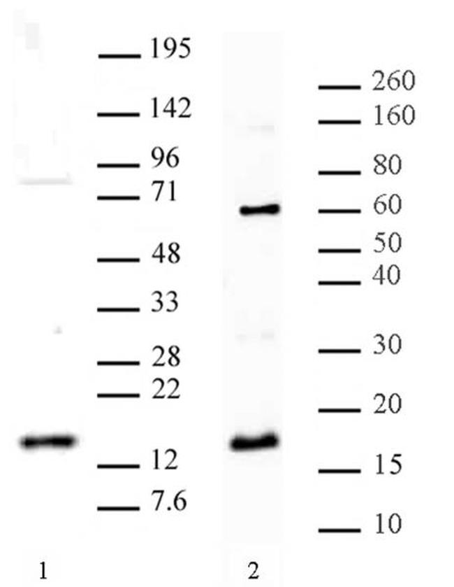 Histone H3R8me2a (asymmetric) Antibody in Western Blot (WB)