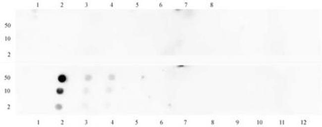 Histone H3K18me1 Antibody in Dot Blot (DB)