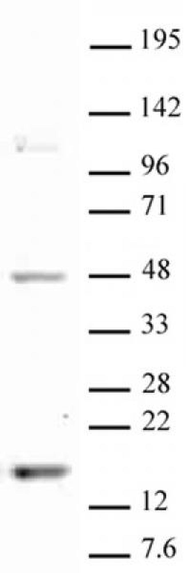 Histone H3K18me1 Antibody in Western Blot (WB)