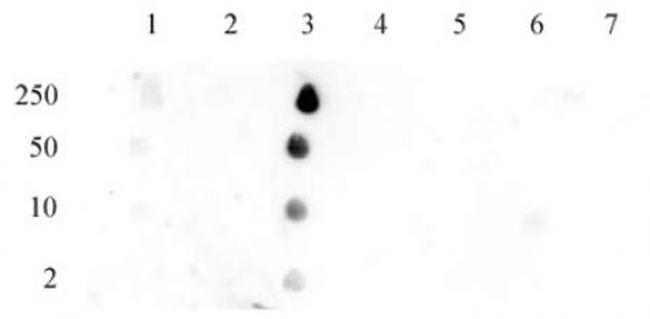 Histone H2BK12ac Antibody in Dot Blot (DB)