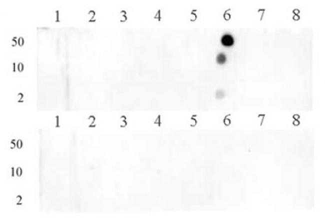 Histone H3R8me1 Antibody in Dot Blot (DB)